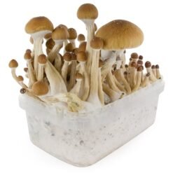 Stealthbox White Rabbit (9)