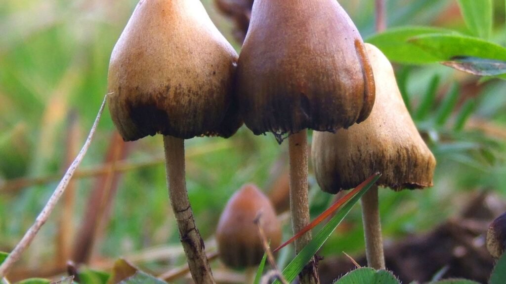 Liquid Culture Shroomery A Comprehensive Guide To Cultivating Magic Mushrooms