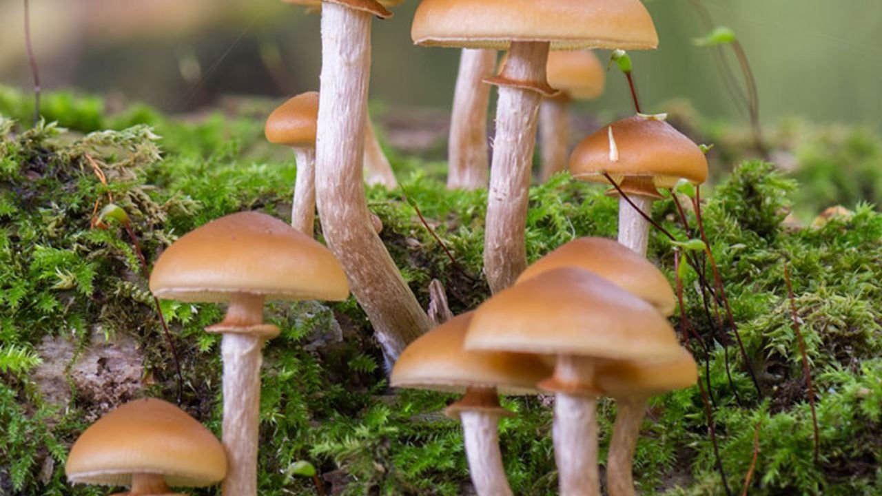 Causes of Mycelium Bruising