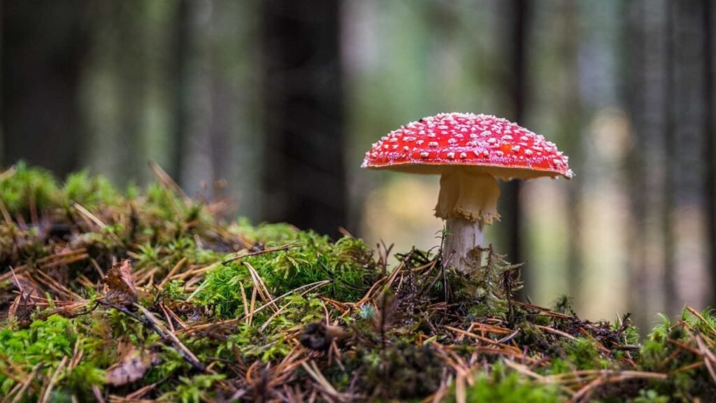TheShroomery A Comprehensive Guide To Magic Mushrooms