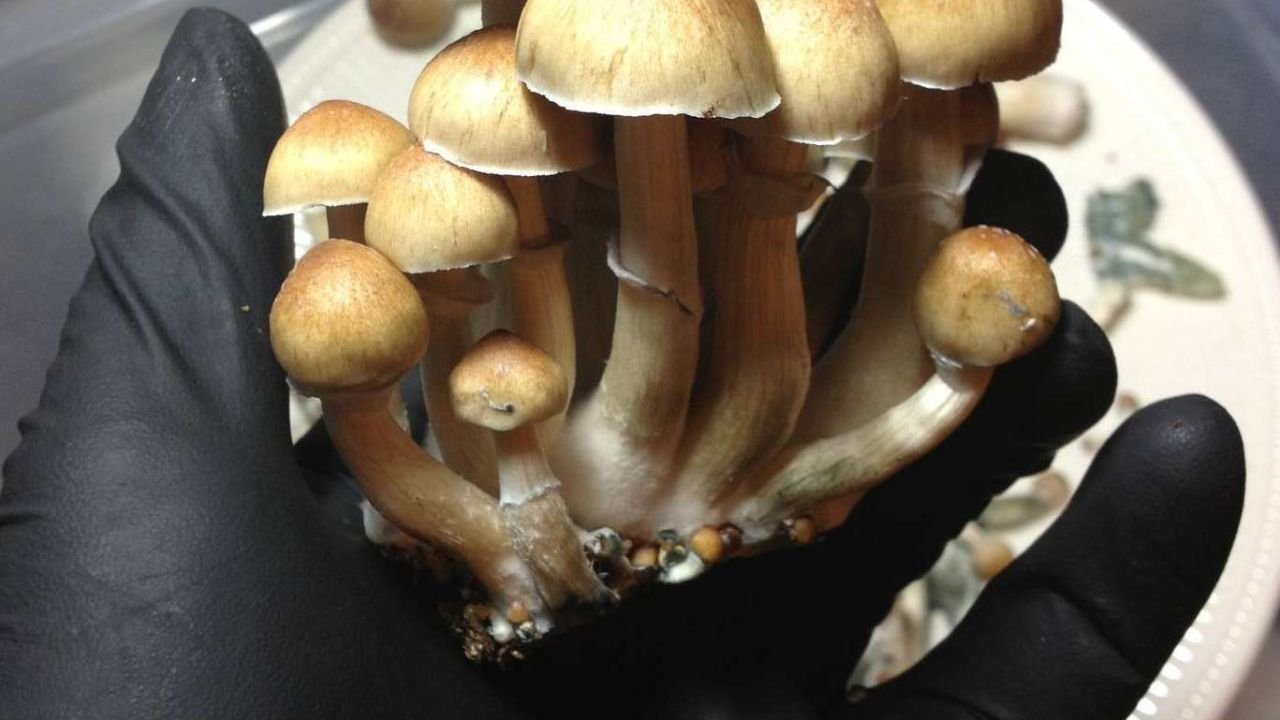 Benefits of Using a Monotube Shroomery
