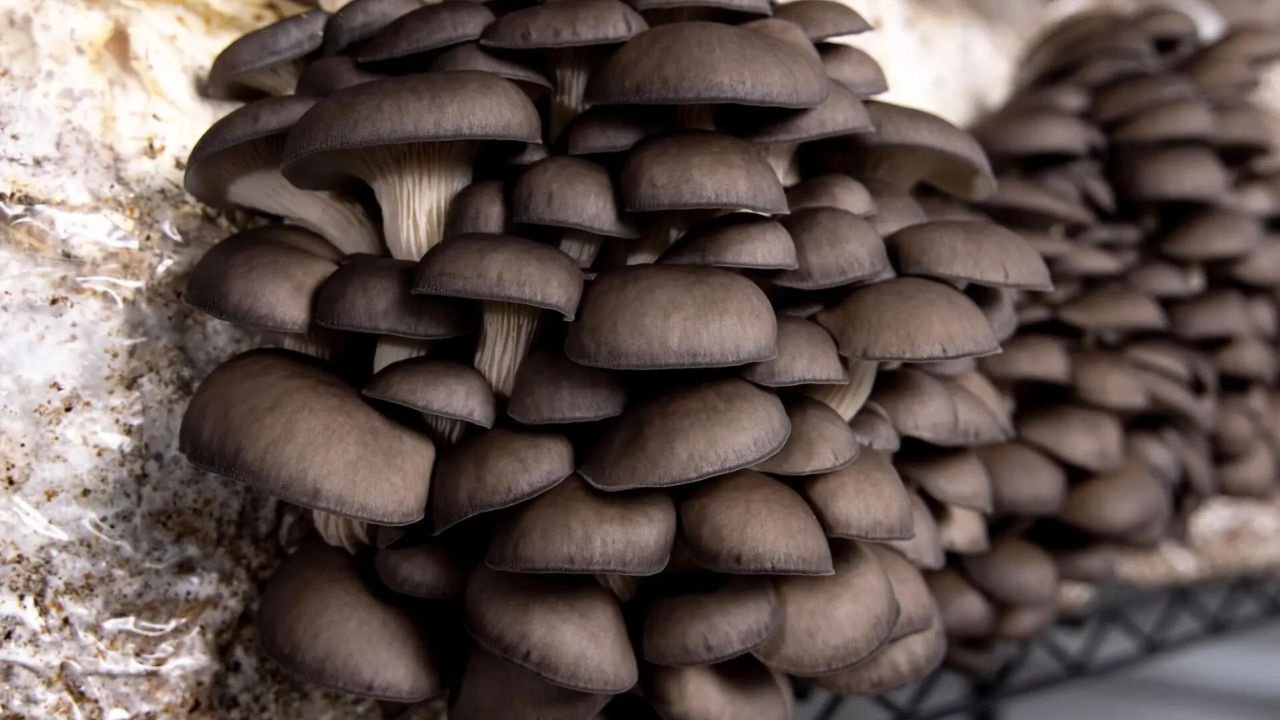 Brief overview of mycelium growth