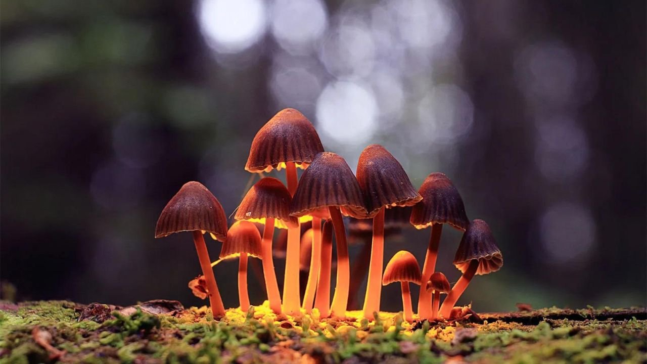 Effects of Psilocybin on the Human Brain
