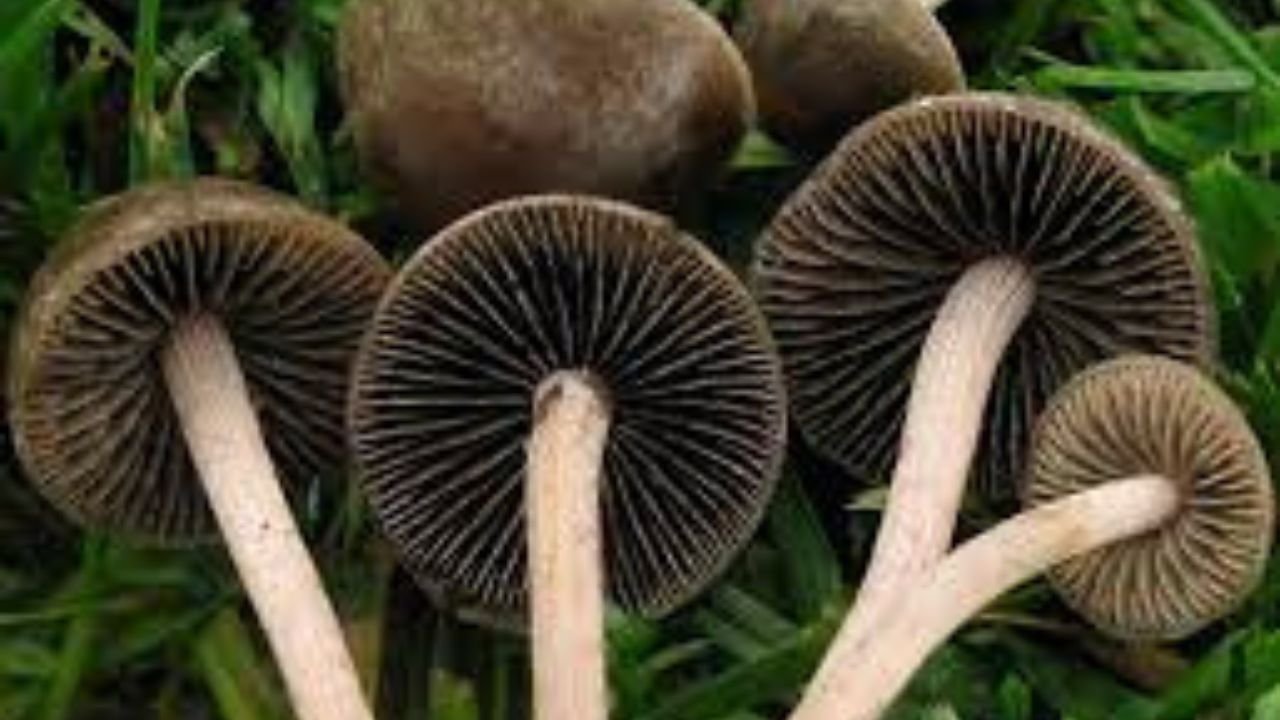 Ethnomycology Cultural Significance