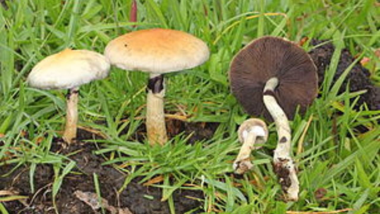 How to Properly Pronounce Psilocybe