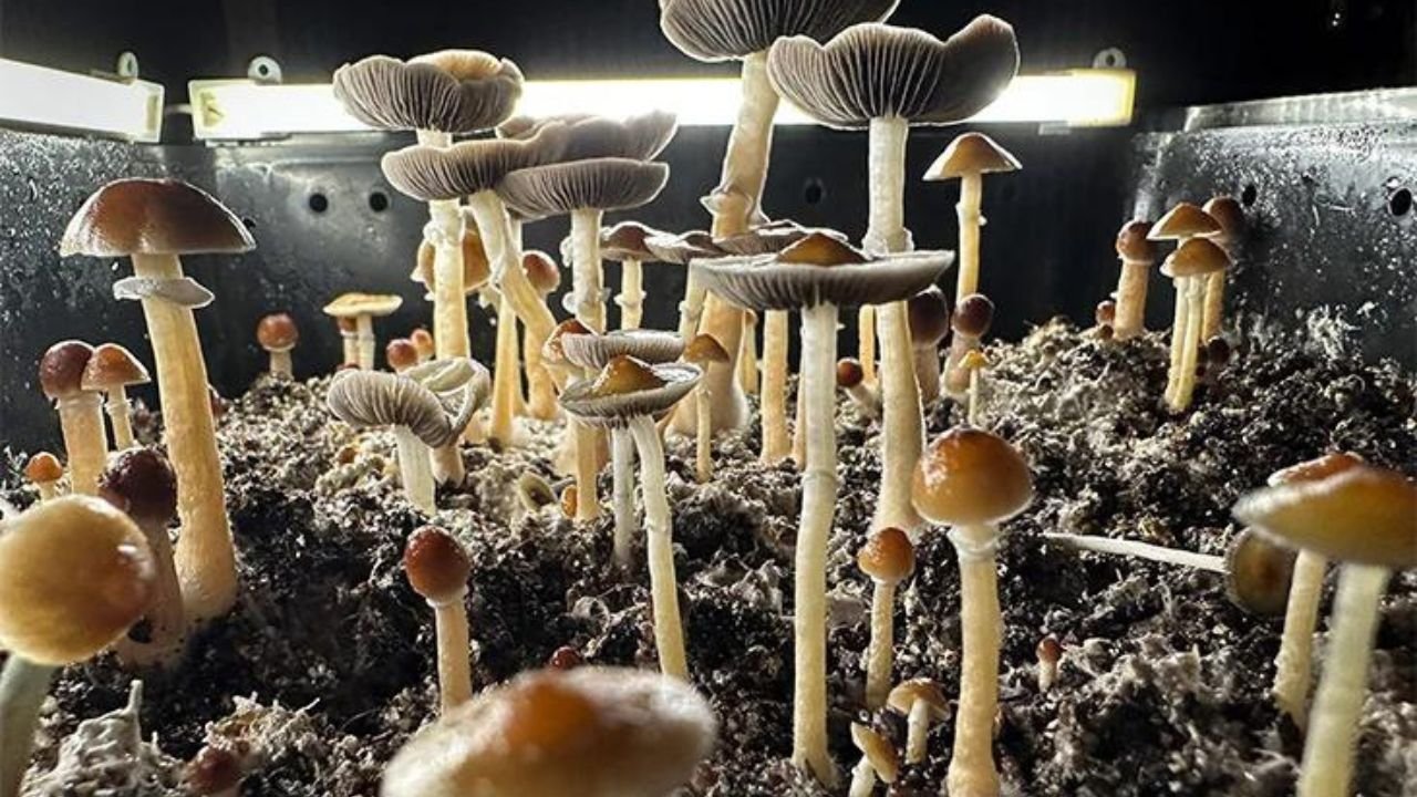 How to Use the Shroom Dosage Calculator