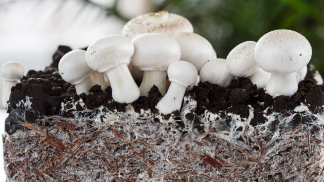 Hyphal Knots in Mycological Research