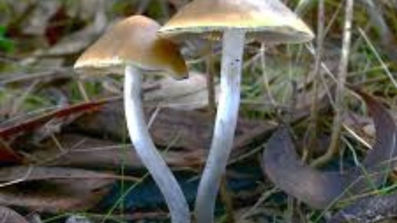 Importance and Relevance of Studying This Mushroom