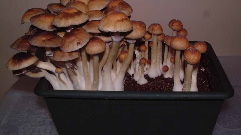 Monotubs Shroomery A Comprehensive Guide