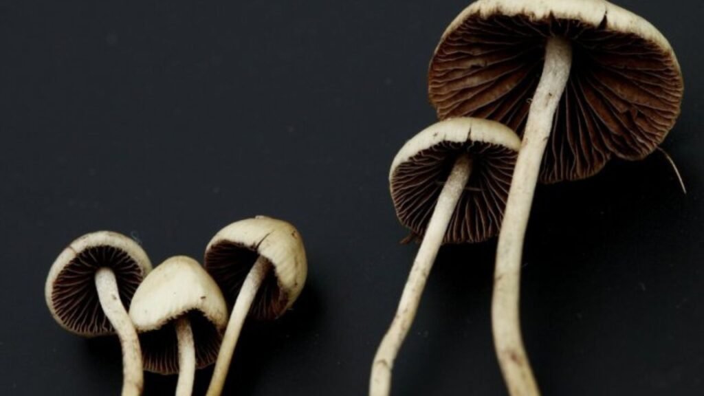 Panaeolus cinctulus,