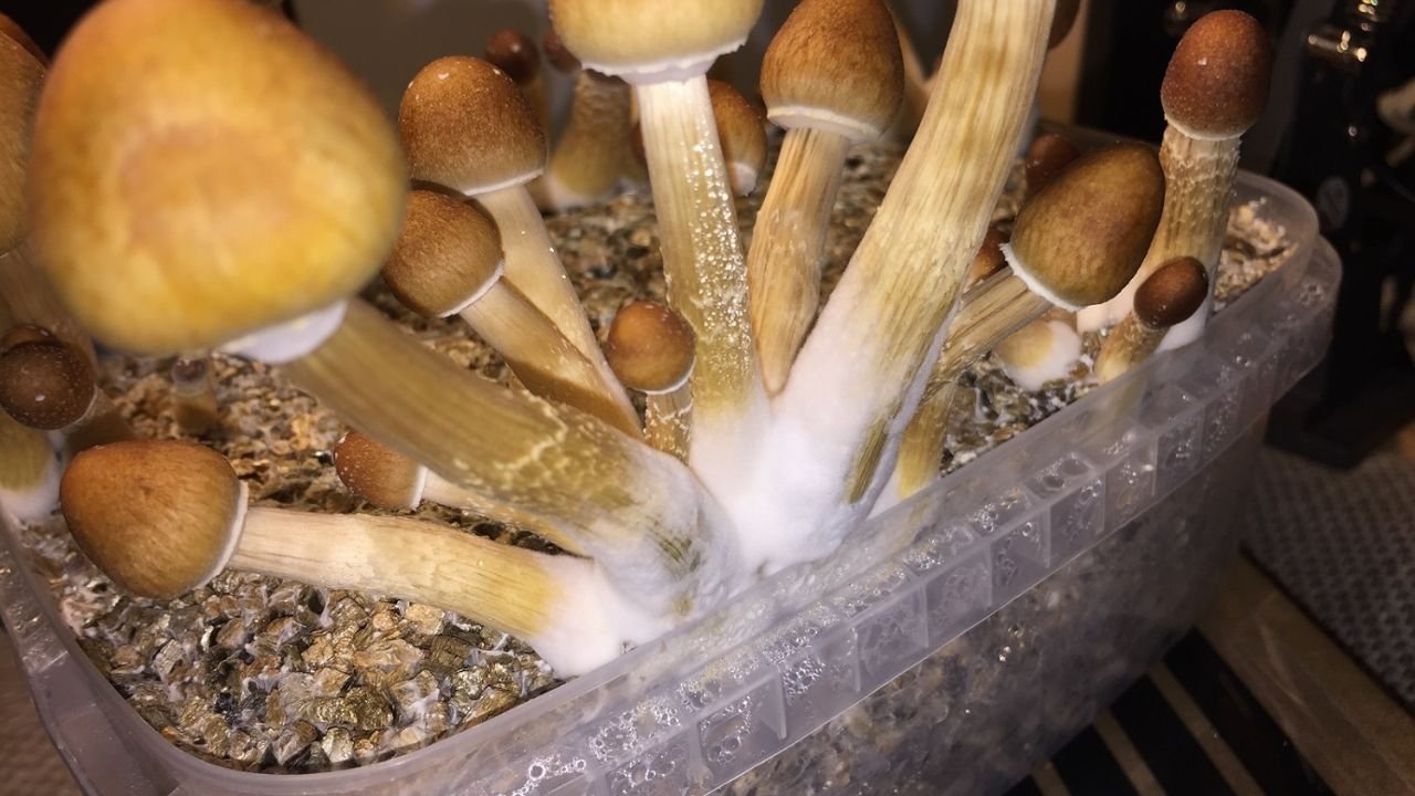 Prevention of Mycelium Bruising