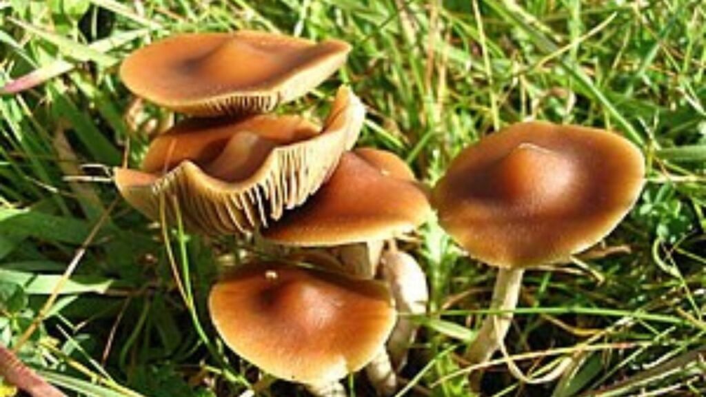 Psilocybe Pronunciation Demystifying The Linguistic Enigma