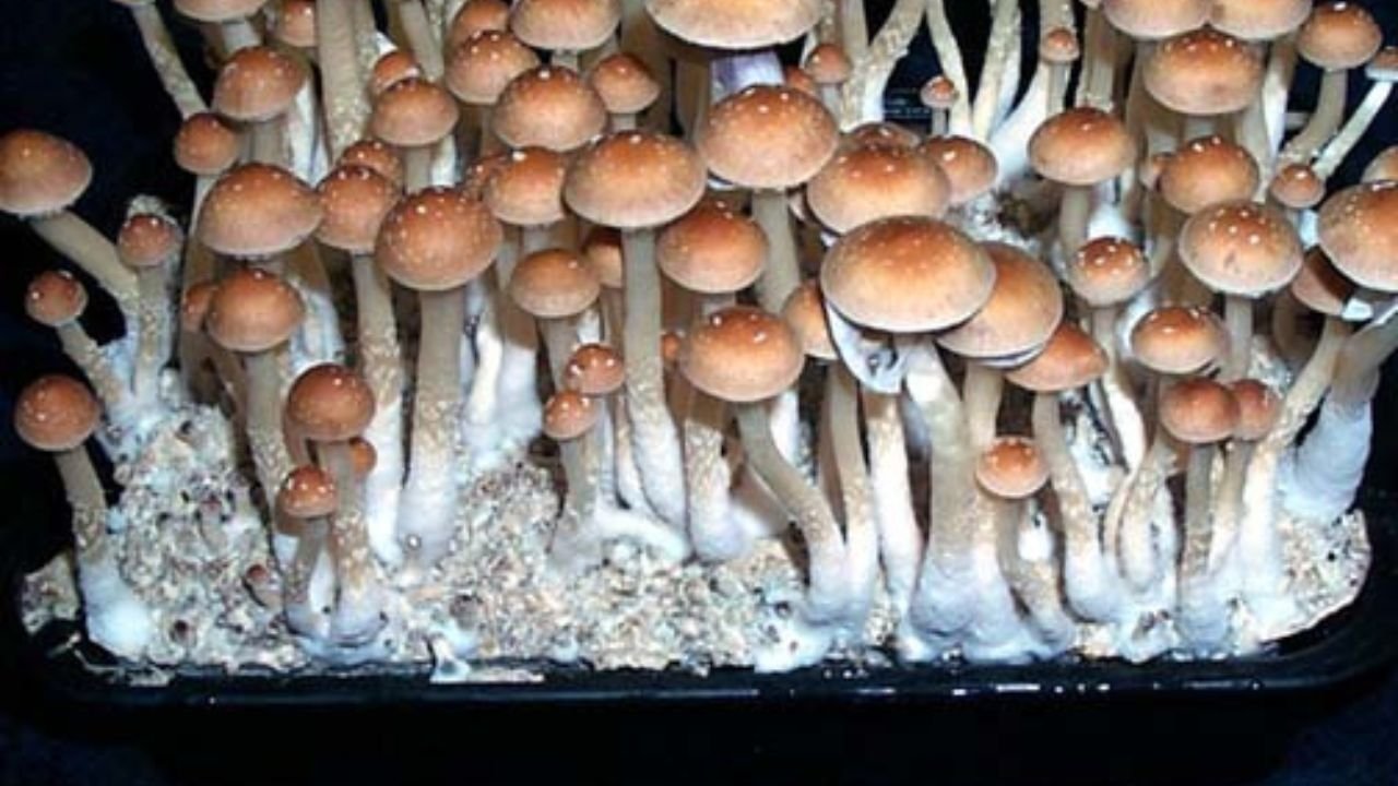 Selecting the Mushroom Species