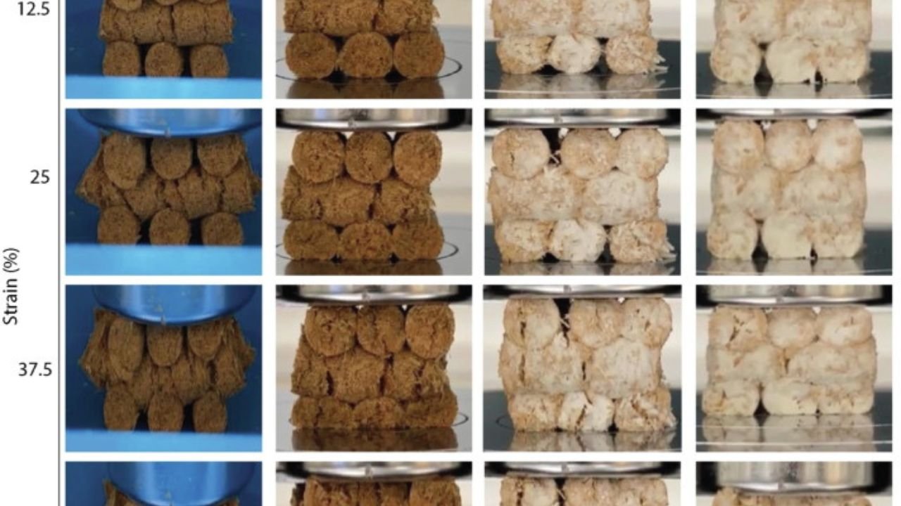 The Future of Mycelium Technology