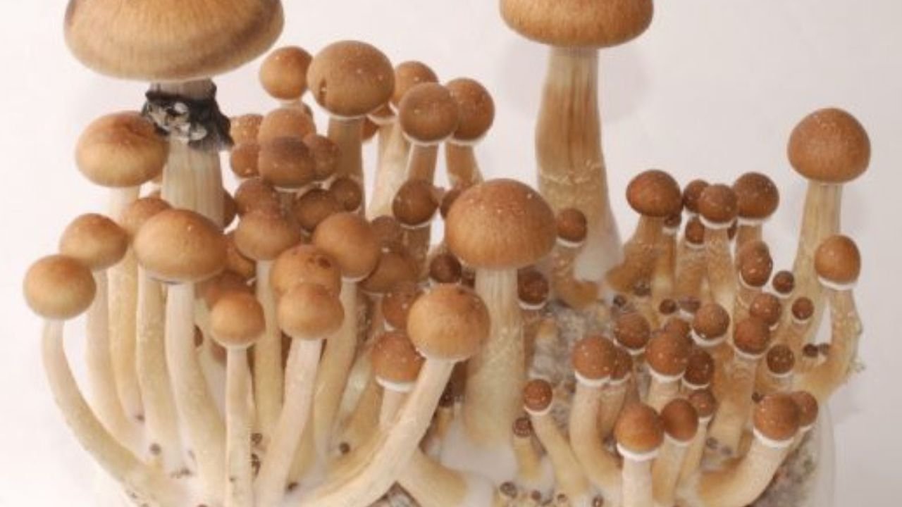 Tips for a Positive Psychedelic Experience