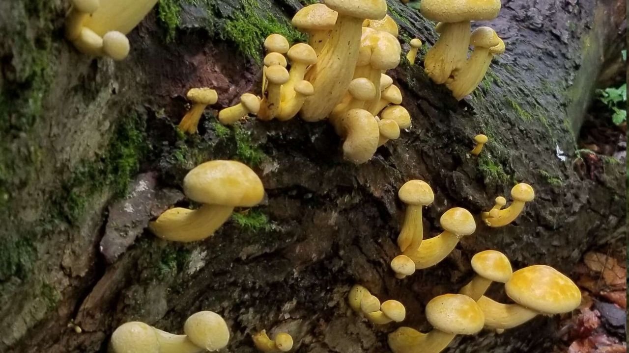 Distribution and Habitat
