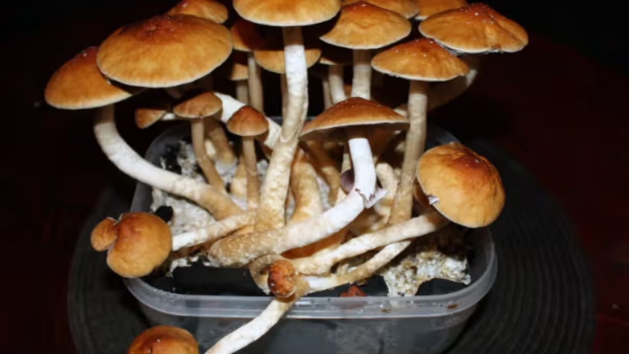 The Art of Inoculation